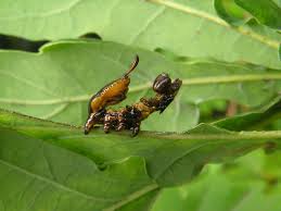 Attēlu rezultāti vaicājumam “Stauropus fagi larva”
