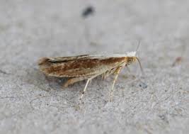 Attēlu rezultāti vaicājumam “Argyresthia albistria”