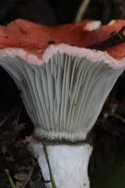 Attēlu rezultāti vaicājumam “Gomphidius roseus”