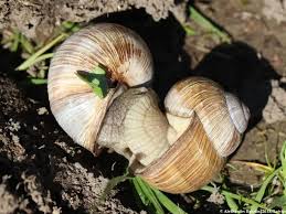 Attēlu rezultāti vaicājumam “Helix pomatia”