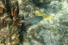 Image result for Sparisoma aurofrenatum