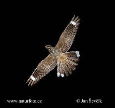 Image result for Caprimulgus europaeus