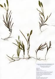 Attēlu rezultāti vaicājumam “Potamogeton compressus”