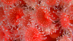 ผลการค้นหารูปภาพสำหรับ strawberry anemone