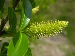 Attēlu rezultāti vaicājumam “Salix pentandra flower”