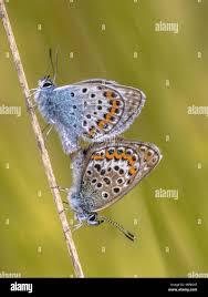 Attēlu rezultāti vaicājumam “Plebejus argus”