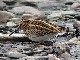 Image result for Lymnocryptes minimus