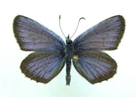 Attēlu rezultāti vaicājumam “Plebejus argus”