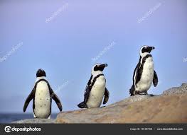 Image result for Spheniscus demersus