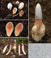 Attēlu rezultāti vaicājumam “Mutinus caninus”