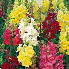 Image result for Antirrhinum majus maximum