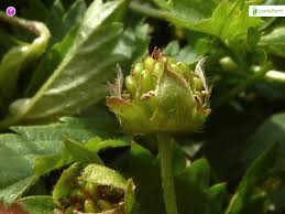 Attēlu rezultāti vaicājumam “Potentilla erecta fruit”