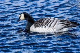 Attēlu rezultāti vaicājumam “Branta leucopsis”