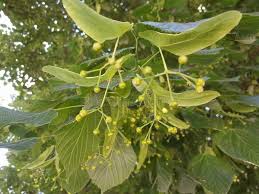 Attēlu rezultāti vaicājumam “Tilia tomentosa flower”