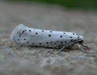 Attēlu rezultāti vaicājumam “Yponomeuta malinellus / cagnagella”