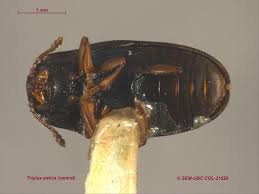 Attēlu rezultāti vaicājumam “Triplax aenea”