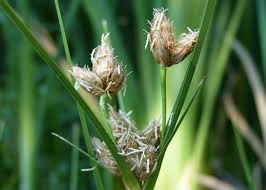 Attēlu rezultāti vaicājumam “Bolboschoenus maritimus”