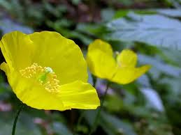 Image result for Meconopsis cambrica