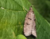 Attēlu rezultāti vaicājumam “Luquetia lobella”