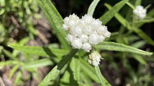 Attēlu rezultāti vaicājumam “Anaphalis margaritacea”