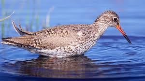 Attēlu rezultāti vaicājumam “Tringa totanus”