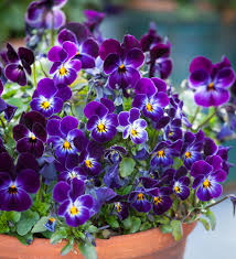 Image result for Viola cornuta