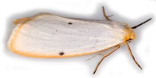 Attēlu rezultāti vaicājumam “Cybosia mesomella”