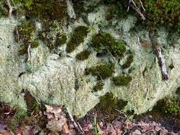 Attēlu rezultāti vaicājumam “Baeomyces rufus”