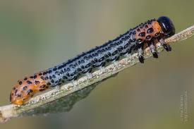 Attēlu rezultāti vaicājumam “Nematus salicis larva”