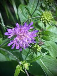 Image result for Knautia dipsacifolia
