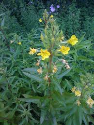 Image result for Oenothera biennis