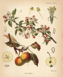 Attēlu rezultāti vaicājumam “Malus domestica”