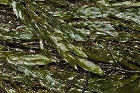 Attēlu rezultāti vaicājumam “Fontinalis antipyretica”