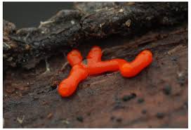 Attēlu rezultāti vaicājumam “Willkommlangea reticulata young”