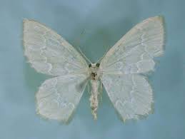 Attēlu rezultāti vaicājumam “Jodis putata”