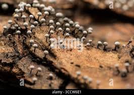 Attēlu rezultāti vaicājumam “Didymium bahiense macro”