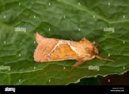 Attēlu rezultāti vaicājumam “Hepialus sylvina”