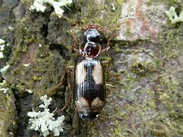 Attēlu rezultāti vaicājumam “Dromius quadrimaculatus”