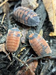 Attēlu rezultāti vaicājumam “Porcellio scaber”