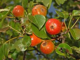 Attēlu rezultāti vaicājumam “Pyrus pyraster”