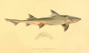 Image result for Triakis megalopterus