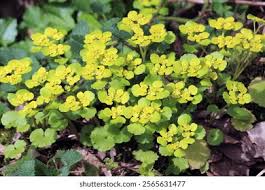 Attēlu rezultāti vaicājumam “Chrysosplenium alternifolium bud”