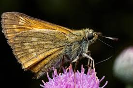 Attēlu rezultāti vaicājumam “Ochlodes sylvanus male”