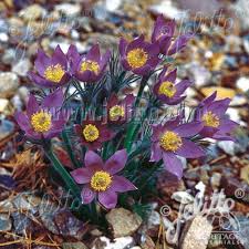 Attēlu rezultāti vaicājumam “Pulsatilla patens”