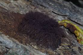 Attēlu rezultāti vaicājumam “Stemonitis splendens spores”