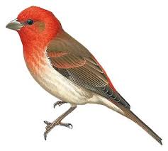 Attēlu rezultāti vaicājumam “Carpodacus erythrinus adult”