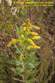 Attēlu rezultāti vaicājumam “Solidago canadensis”