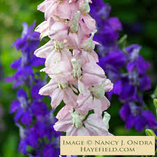 Image result for Consolida ajacis oder Consolida regalis