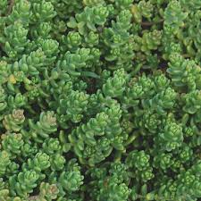 Attēlu rezultāti vaicājumam “Sedum album leaf”