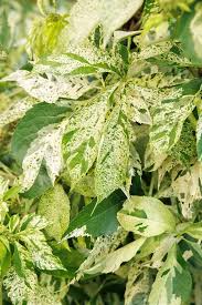 Attēlu rezultāti vaicājumam “Parthenocissus quinquefolia”